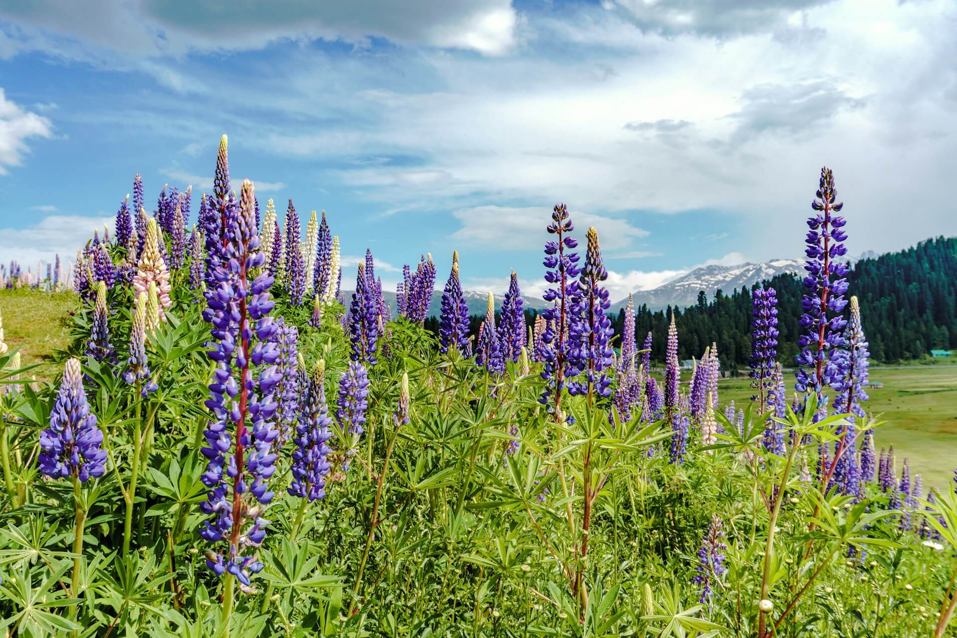 Affordable Kashmir budget tour package